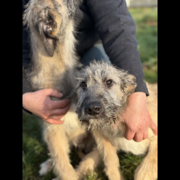 Irish Wolfhound - Both