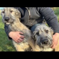 Irish Wolfhound - Both