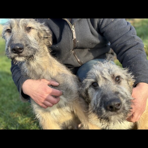 Irish Wolfhound - Both