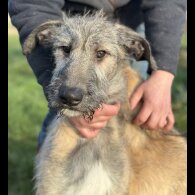 Irish Wolfhound - Both