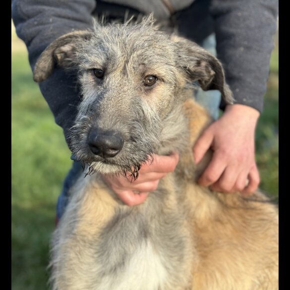 Irish Wolfhound - Both