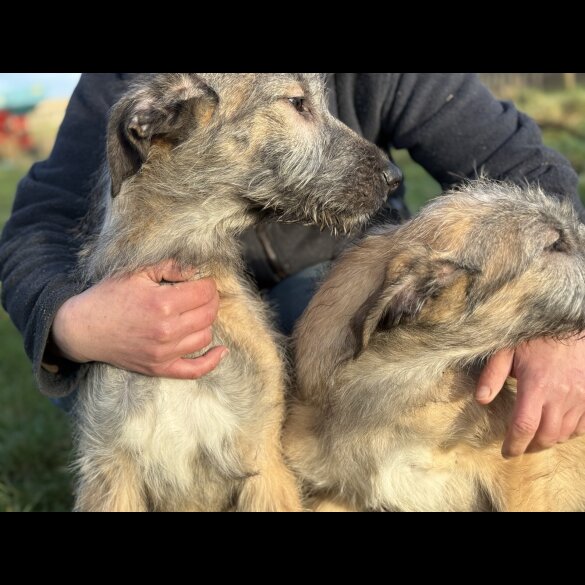 Irish Wolfhound - Both
