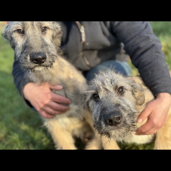 Irish Wolfhound - Both