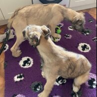 Irish Wolfhound - Both