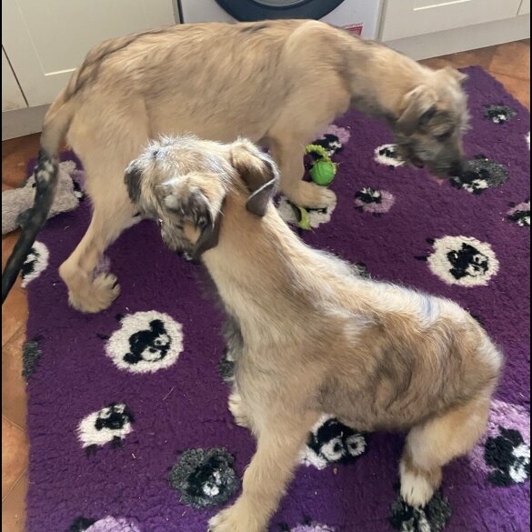 Irish Wolfhound - Both