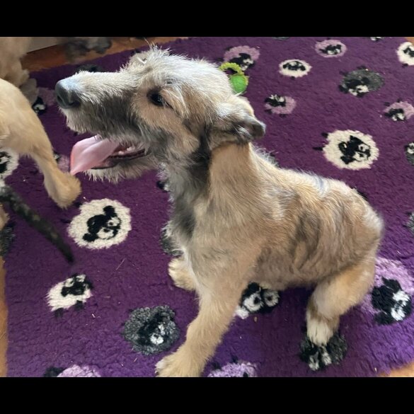 Irish Wolfhound - Both