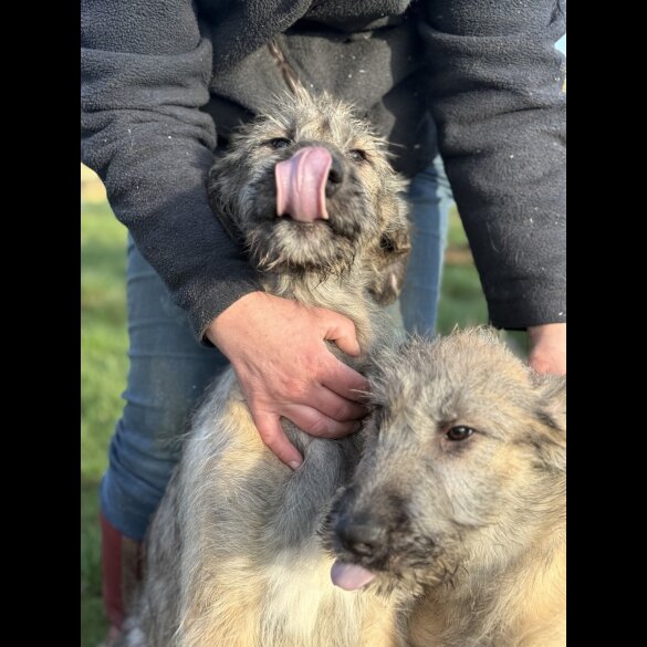 Irish Wolfhound - Both