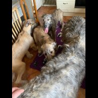 Irish Wolfhound - Both