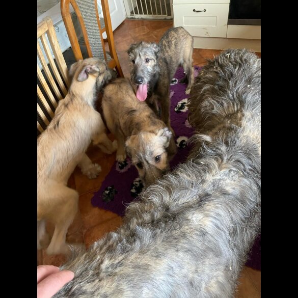 Irish Wolfhound - Both