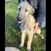 Irish Wolfhound - Both