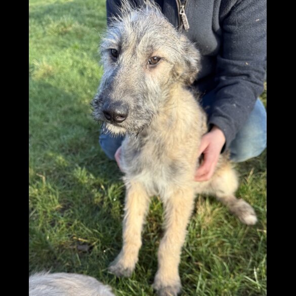 Irish Wolfhound - Both