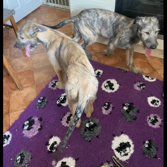 Irish Wolfhound - Both