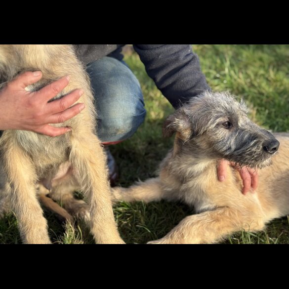 Irish Wolfhound - Both