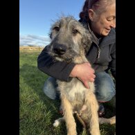 Irish Wolfhound - Both