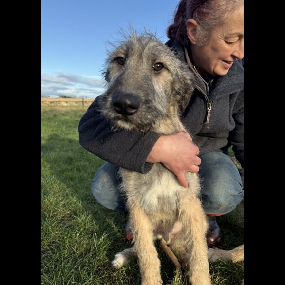 Irish Wolfhound - Both