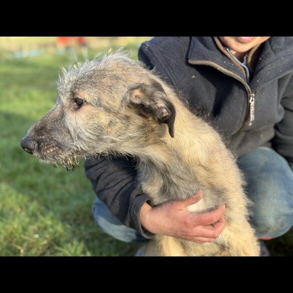 Irish Wolfhound - Both