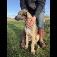 Irish Wolfhound - Both