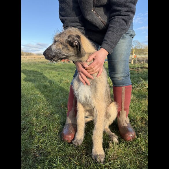 Irish Wolfhound - Both