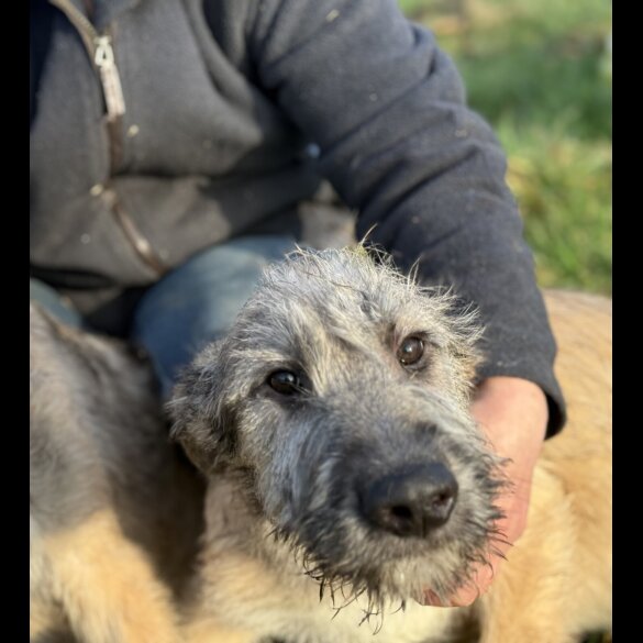 Irish Wolfhound - Both