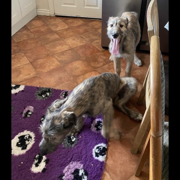 Irish Wolfhound - Both