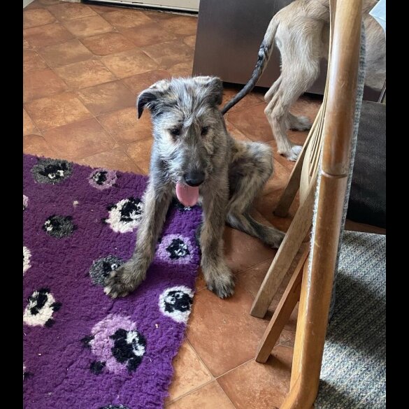 Irish Wolfhound - Both