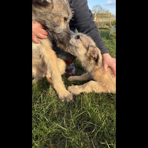 Irish Wolfhound - Both