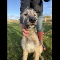 Irish Wolfhound - Both