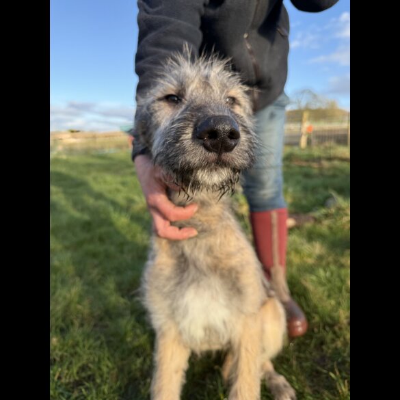 Irish Wolfhound - Both