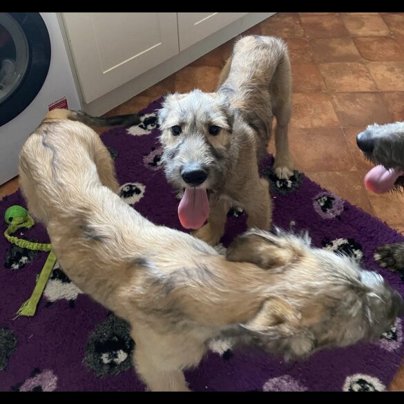 Irish Wolfhound - Both