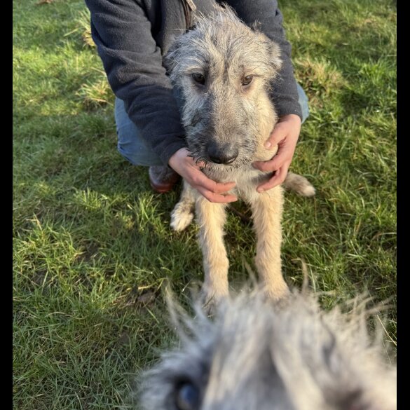 Irish Wolfhound - Both
