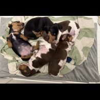 Dachshund (Standard &amp; Miniature) - Both