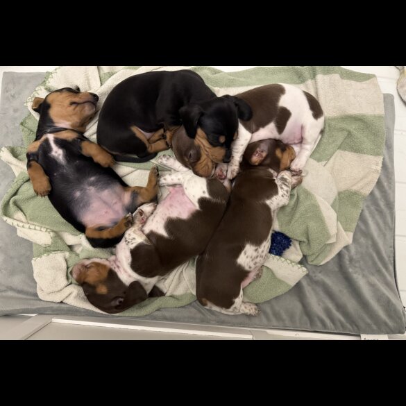 Dachshund (Standard &amp; Miniature) - Both