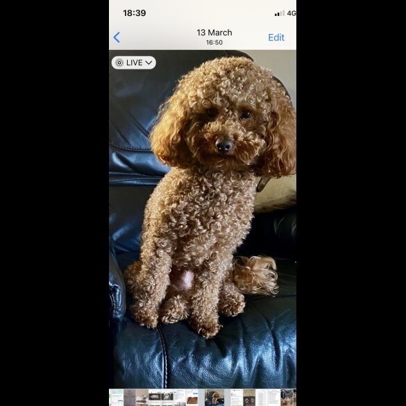 Toy Poodle
