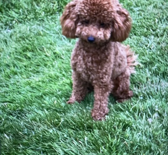 Toy Poodle