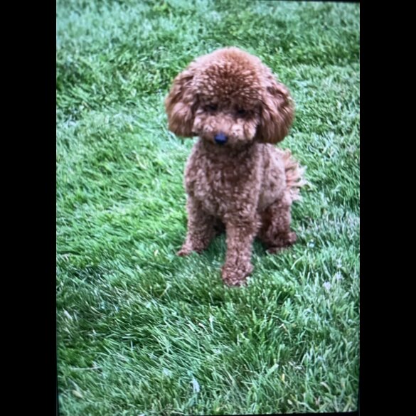 Toy Poodle