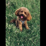 Toy Poodle