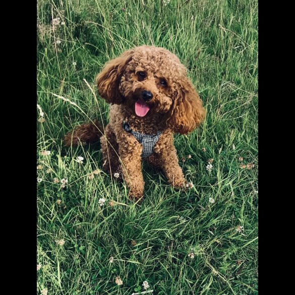 Toy Poodle
