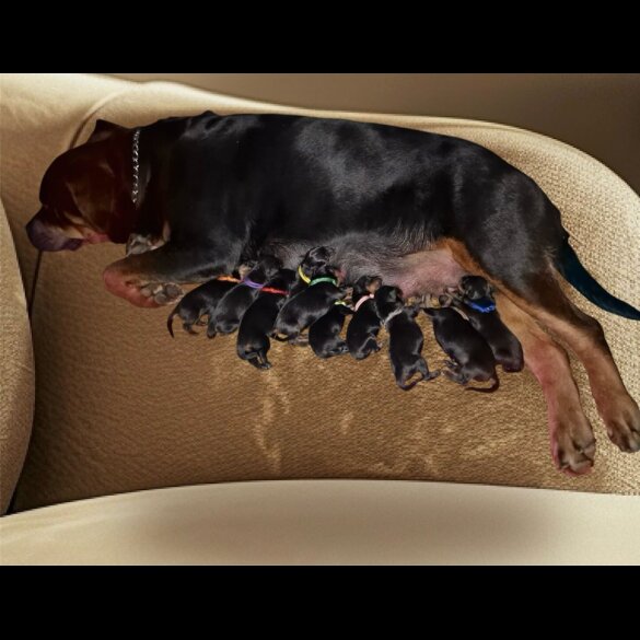 Rottweiler - Both