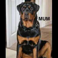 Rottweiler - Both