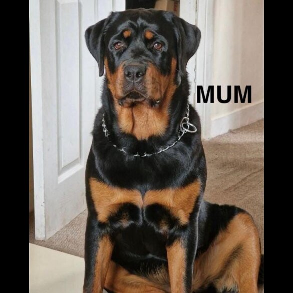 Rottweiler - Both