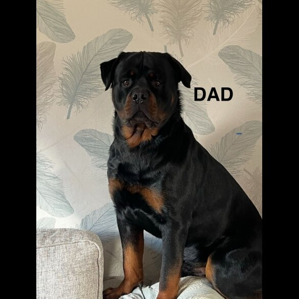 Rottweiler - Both