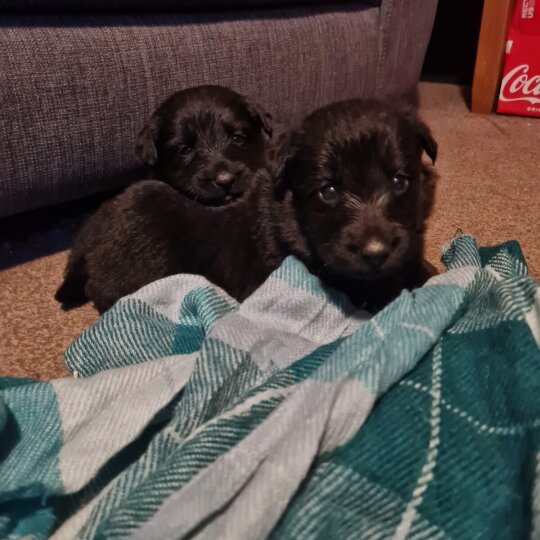 Australian Kelpie - Both