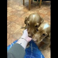 Cocker Spaniel (Working &amp; Show) - Both