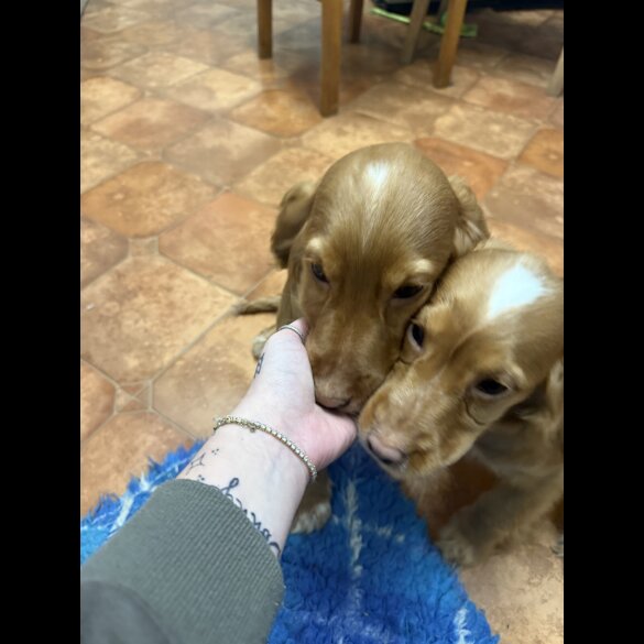 Cocker Spaniel (Working &amp; Show) - Both