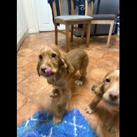Cocker Spaniel (Working &amp; Show) - Both