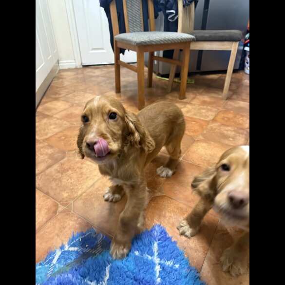 Cocker Spaniel (Working &amp; Show) - Both