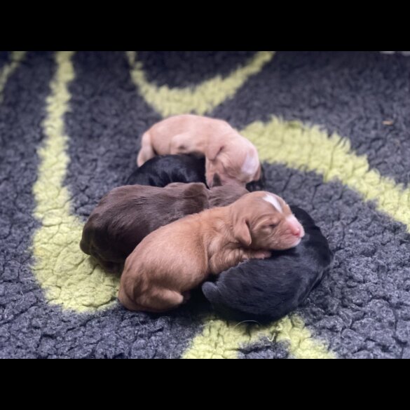 Cocker Spaniel (Working &amp; Show) - Both