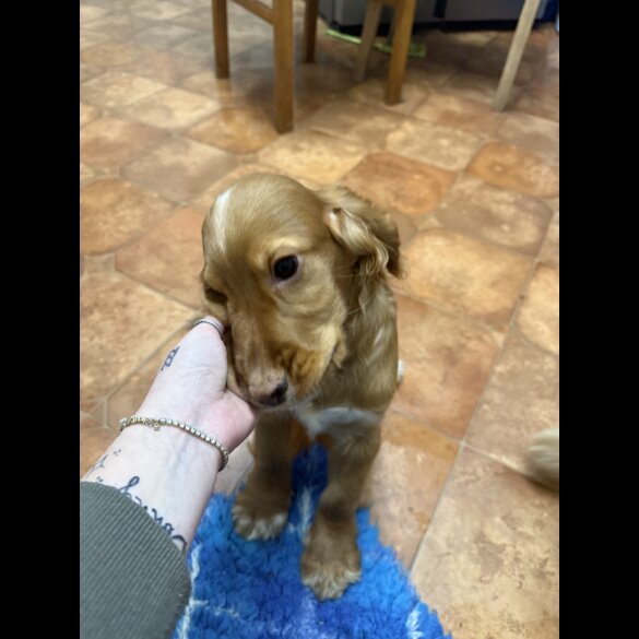 Cocker Spaniel (Working &amp; Show) - Both