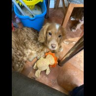 Cocker Spaniel (Working &amp; Show) - Both