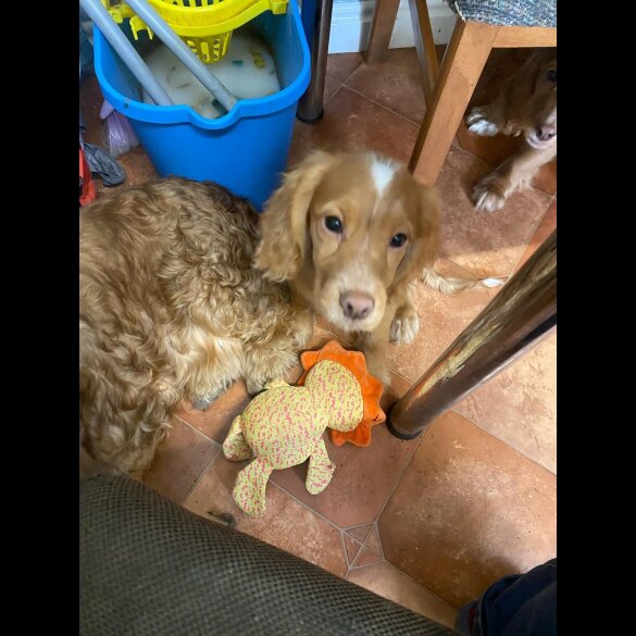 Cocker Spaniel (Working &amp; Show) - Both